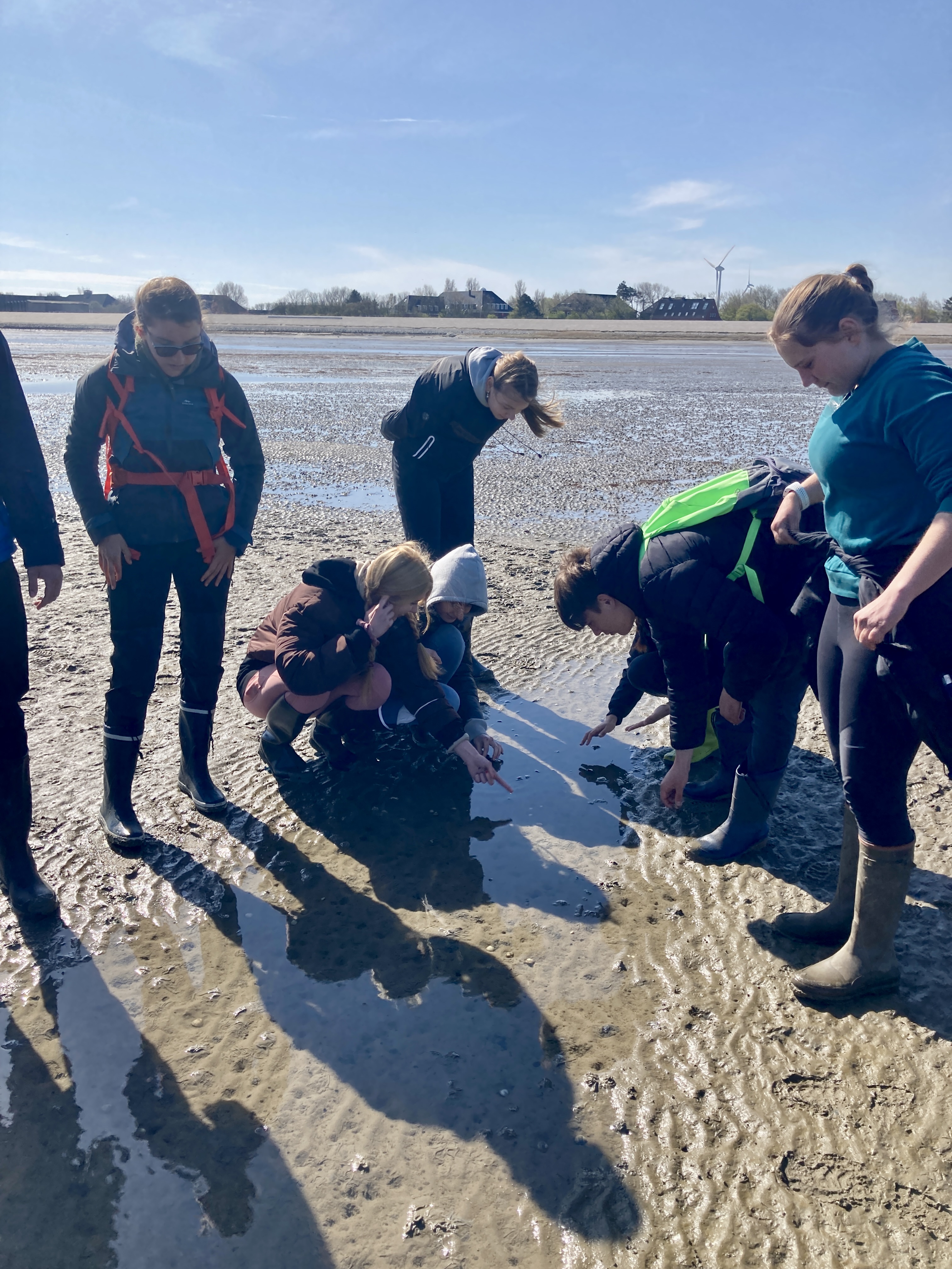 Wattenmeer Erforschung der Lebewesen im Wattenmeer